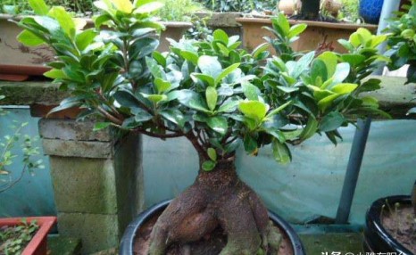 养盆栽榕树，一个小方法，新叶嫩叶蹭蹭长，枝繁叶茂，越长越旺