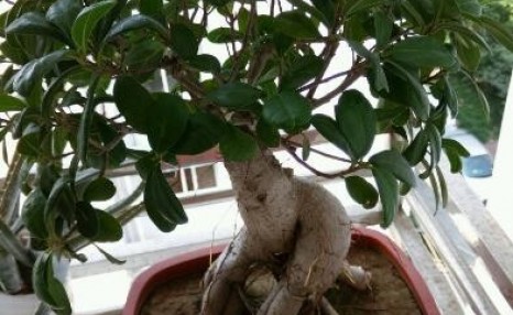 养盆栽榕树，一个小方法，新叶嫩叶蹭蹭长，枝繁叶茂，越长越旺