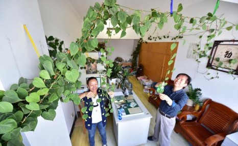 民间俗语:一棵绿萝“7个鬼”,你知道它是什么意思?