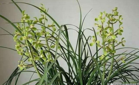 兰花怎么养才能每年都开花?做到8种养护法,兰花每年都能放花