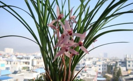 兰花怎么养才能每年都开花?做到8种养护法,兰花每年都能放花