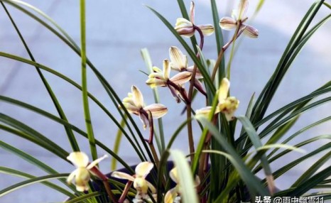 兰花怎么养才能每年都开花?做到8种养护法,兰花每年都能放花