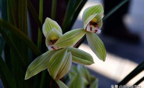 兰花怎么养才能每年都开花?做到8种养护法,兰花每年都能放花