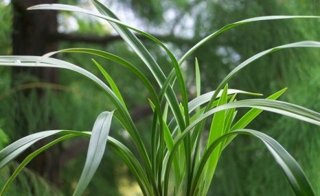 兰花怎么养才能每年都开花?做到8种养护法,兰花每年都能放花