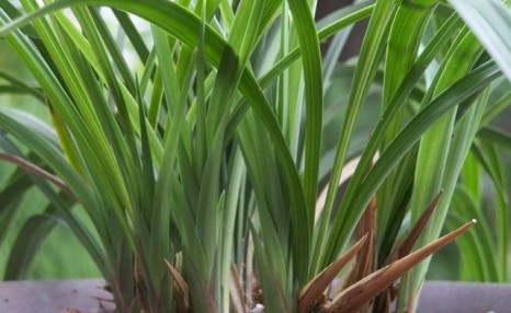 兰花怎么养才能每年都开花?做到8种养护法,兰花每年都能放花