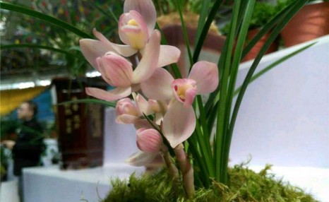 兰花度夏难,教你几招,兰花美美过夏天