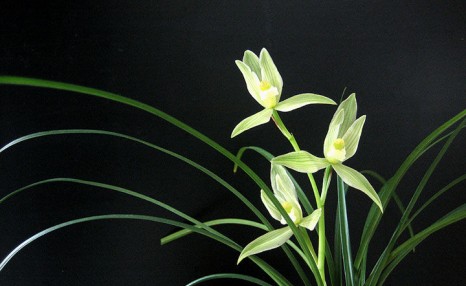 30度<a href=https://www.dadasou.com/news/125505.html target=_blank class=infotextkey>天气</a>兰花怎么养?夏天怎么养兰花?要放什么肥吗?