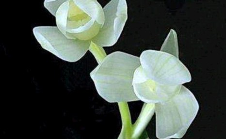 兰花度夏难,教你几招,兰花美美过夏天