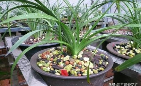 兰花很难养?掌握“5点”小技巧,枝叶长不停,开花一茬又一茬