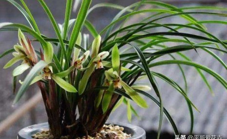 兰花很难养?掌握“5点”小技巧,枝叶长不停,开花一茬又一茬