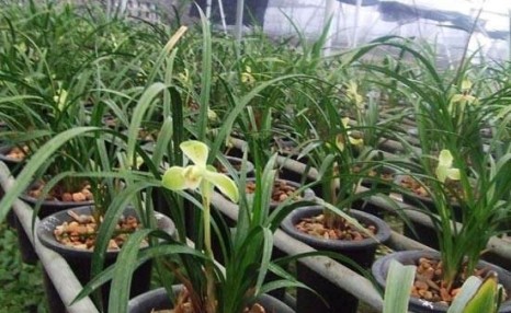 兰花很难养?掌握“5点”小技巧,枝叶长不停,开花一茬又一茬