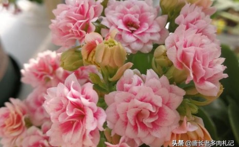 听说长寿花有毒?重瓣长寿花还会致癌是真的吗?