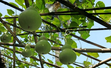 以前农村常见的葫芦现在为什么没人种植了？