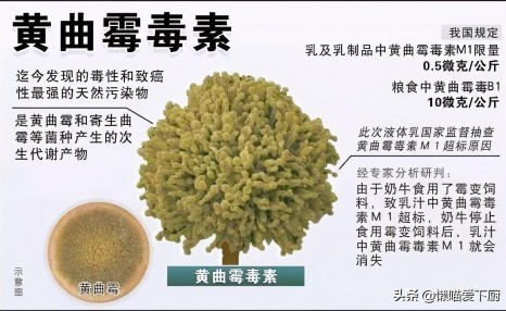 东北“酸汤子”中毒事件中,酸汤子到底是个啥?为啥会导致中毒?
