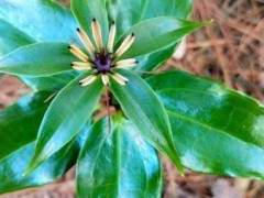 农村最贵的药材800一斤(农村种植七叶一枝花能致富)