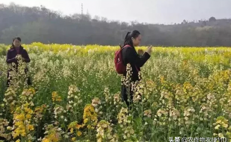 谁说农业不赚钱？！一亩收益60万，试过这3个新玩法的菜农赚嗨了