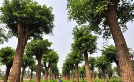 种下是树，收获是“金”，未来5年种什么树最赚钱？
