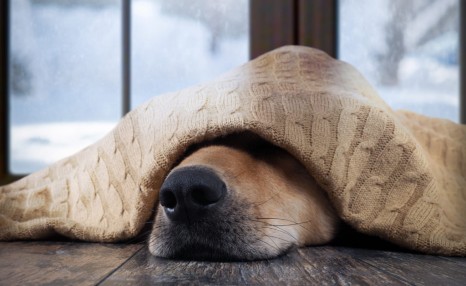 冬天快要来临了，在户外生活的狗狗该怎么办？狗狗可以睡在户外吗