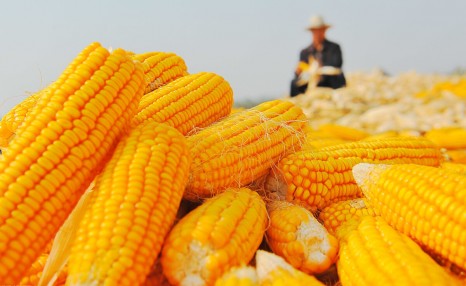 1000万吨，中企或大量购买美国玉米！为什么我们要进口那么多玉米？