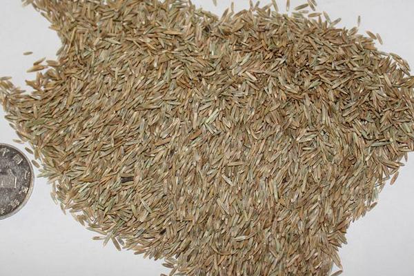 黑麦草种子市场价格多少钱一斤 黑麦草的栽培技术