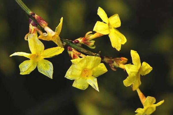 迎春花市场价格多少钱一盆 迎春花的水培方法