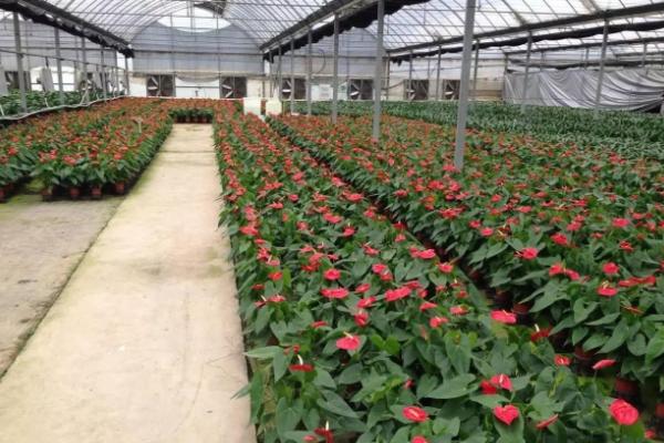 红掌市场价格多少钱一盆 常见的红掌盆栽品种