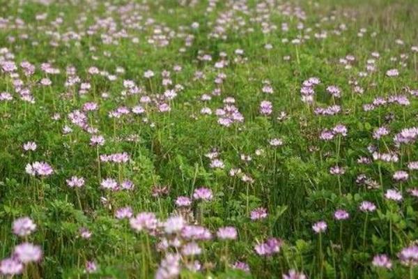 紫云英种子市场价格多少钱一斤 紫云英的种植技术