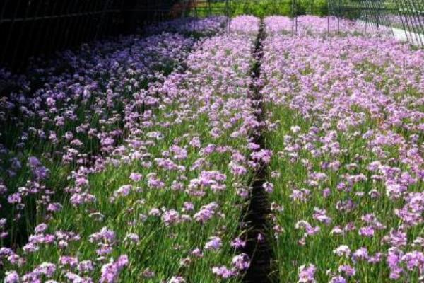 紫娇花种子市场价格多少钱一斤 紫娇花怎么繁殖