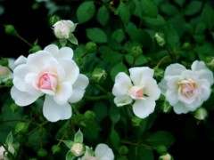 蔷薇花市场价格多少钱一棵,,蔷薇盆栽的养殖方法