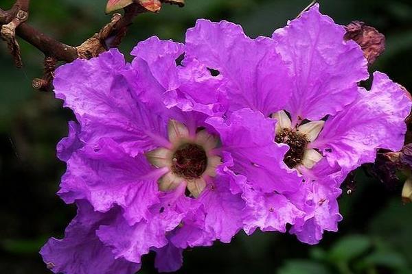 紫薇花种子市场价格多少钱一斤 紫薇花种子怎么种