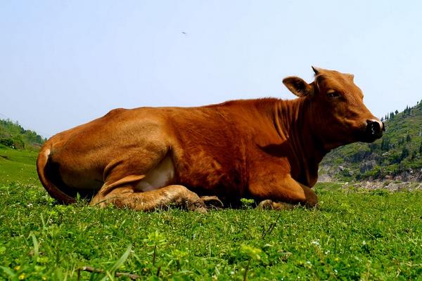 养100头黄牛能赚多少钱？养黄牛的成本和利润 