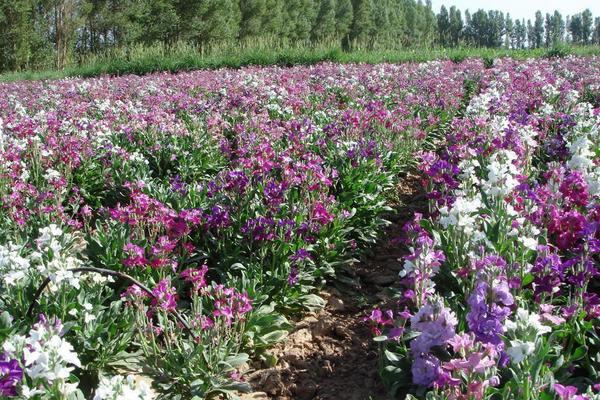 紫罗兰种子市场价格多少钱一斤 紫罗兰种子怎么种