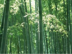 竹子市场价格多少钱一吨,竹子怎么种植