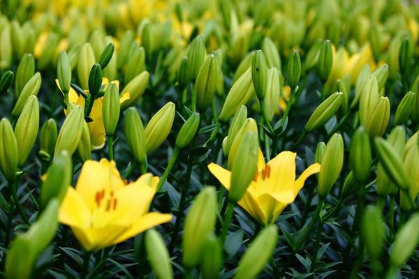 种一亩百合花能赚多少钱？种百合花的成本和利润