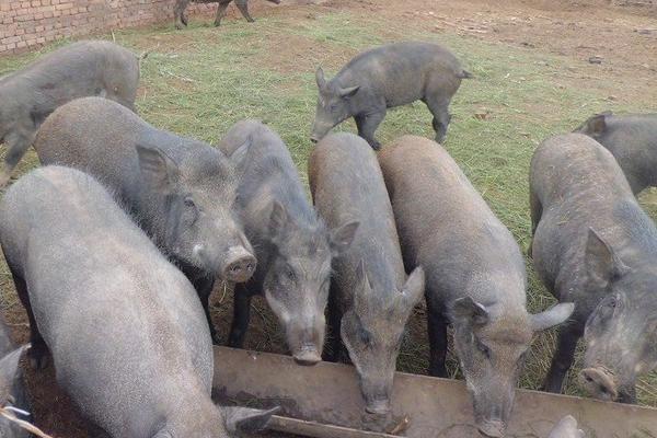 野猪养殖成本及利润分析