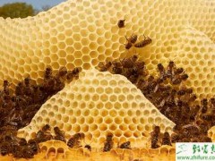养蜂赚钱吗?
