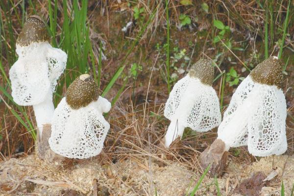 竹荪种植成本与效益