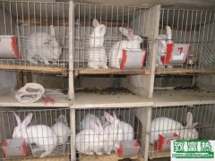 养100只兔子能赚多少钱?养兔子的成本和利润