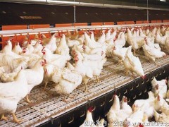 养1000只肉鸡能赚多少钱?养肉鸡的成本和利润