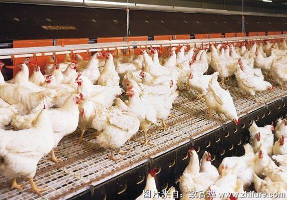 养1000只肉鸡能赚多少钱?养肉鸡的成本和利润