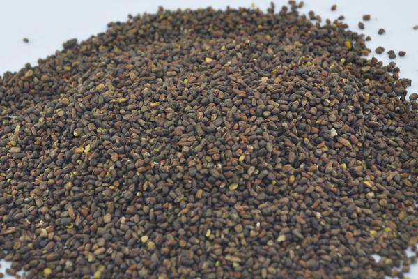 藿香蓟种子市场价格多少钱一斤 藿香蓟的养殖方法和注意事项