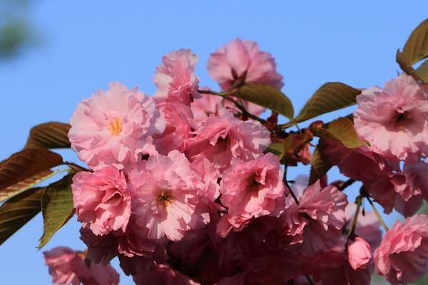 日本晚樱市场价格多少钱一棵 日本早樱和晚樱的区别