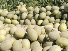 新疆哈密瓜价格多少钱一斤