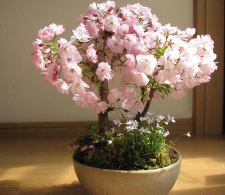 樱花种子市场价格多少钱一斤 樱花的繁殖方法