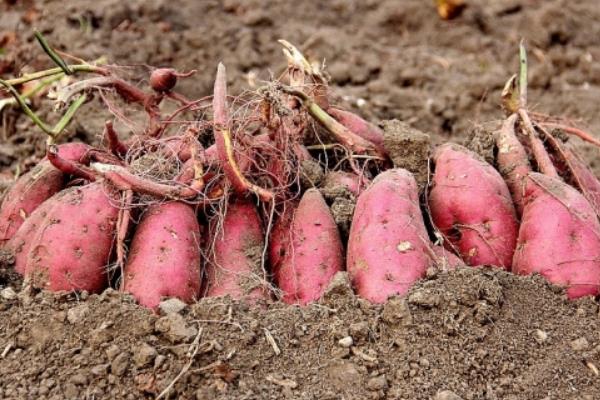 种一亩红薯能赚多少钱？种红薯的成本和利润