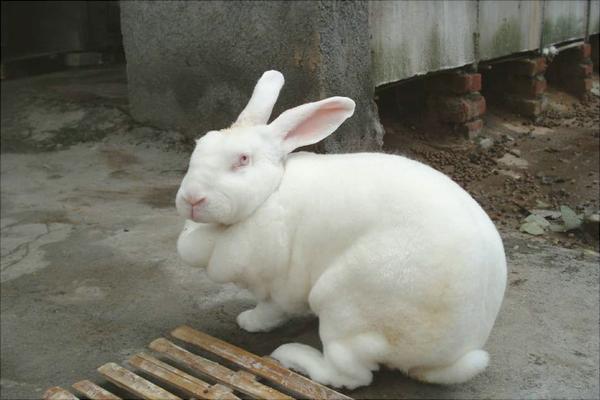 兔子多少钱一只？