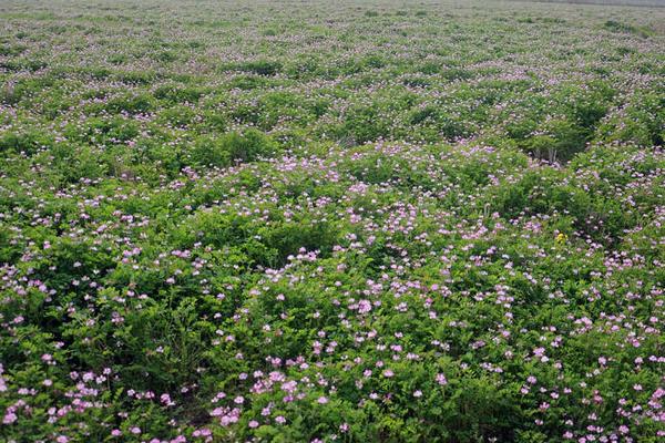紫云英种子市场价格多少钱一斤 紫云英的种植技术