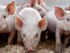 2020年和2021年猪价如何,理性分析降低风险