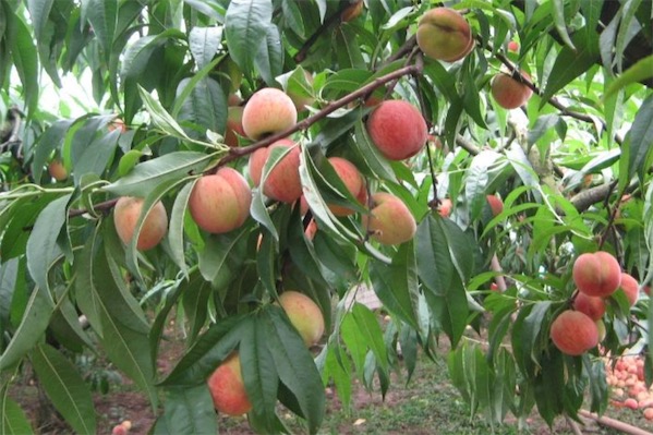 桃子价格多少钱一斤