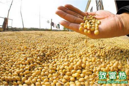 中国市场采取多元化的方法解决 引进进口猪肉 大豆的依赖